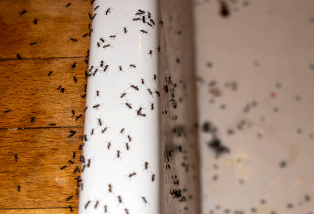 Best Commercial Pest Control Services  in Wapakoneta, OH