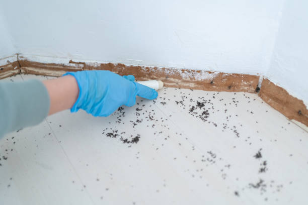 Best Emergency Pest Control  in Wapakoneta, OH